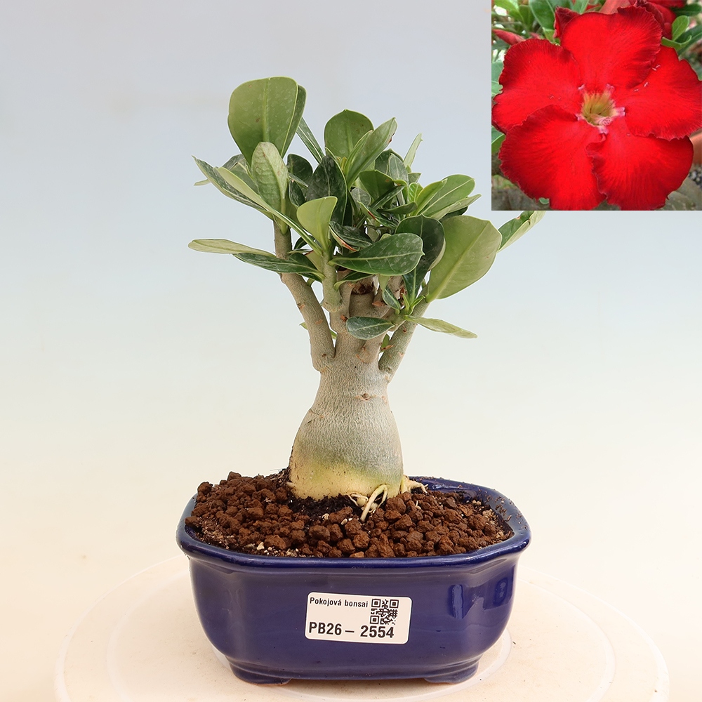 Indoor Bonsai - Adenium obesum Red Star - Desert Rose