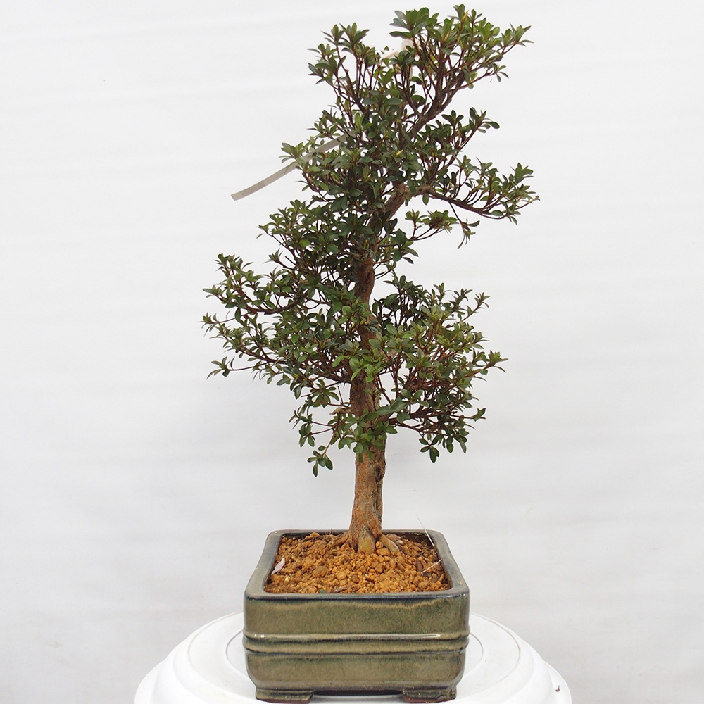 Outdoor bonsai - Japanese Azalea - Azalea Hanatsuzuri
