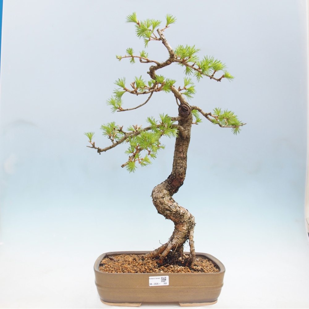 Outdoor bonsai -Larix decidua - Larch