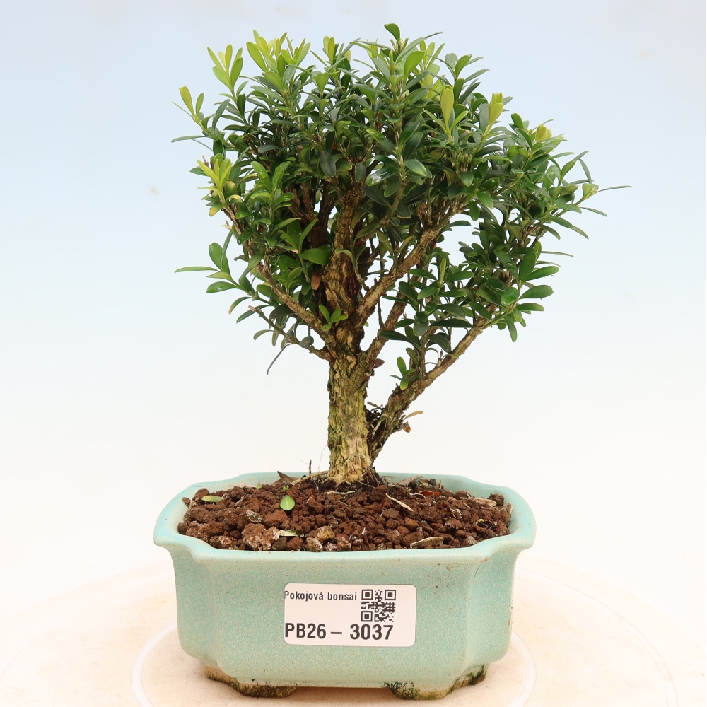 Room bonsai - Buxus harlandii - cork buxus