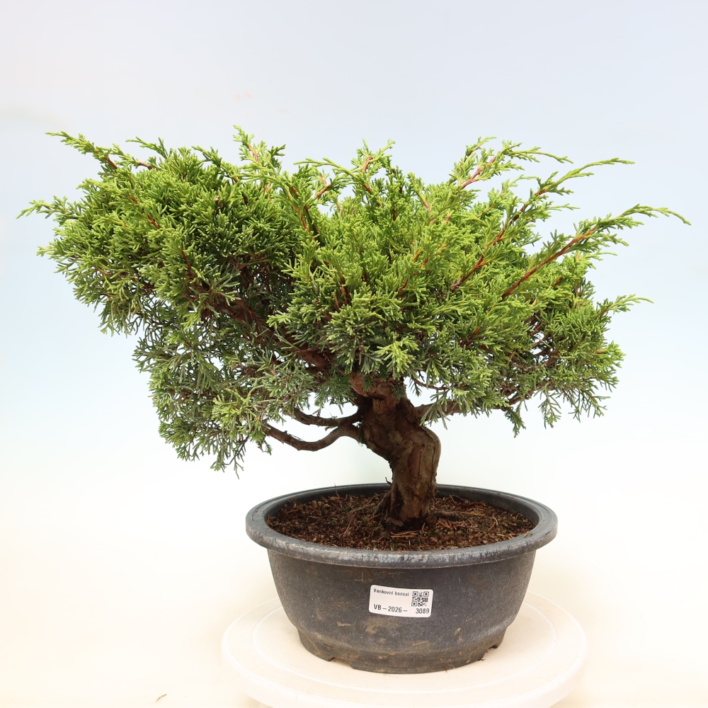 Outdoor Bonsai - Juniperus chinensis Itoigawa - Chinese Juniper