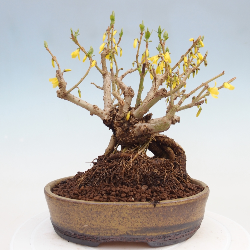 Outdoor bonsai - Zlatice - Forsythia koreana