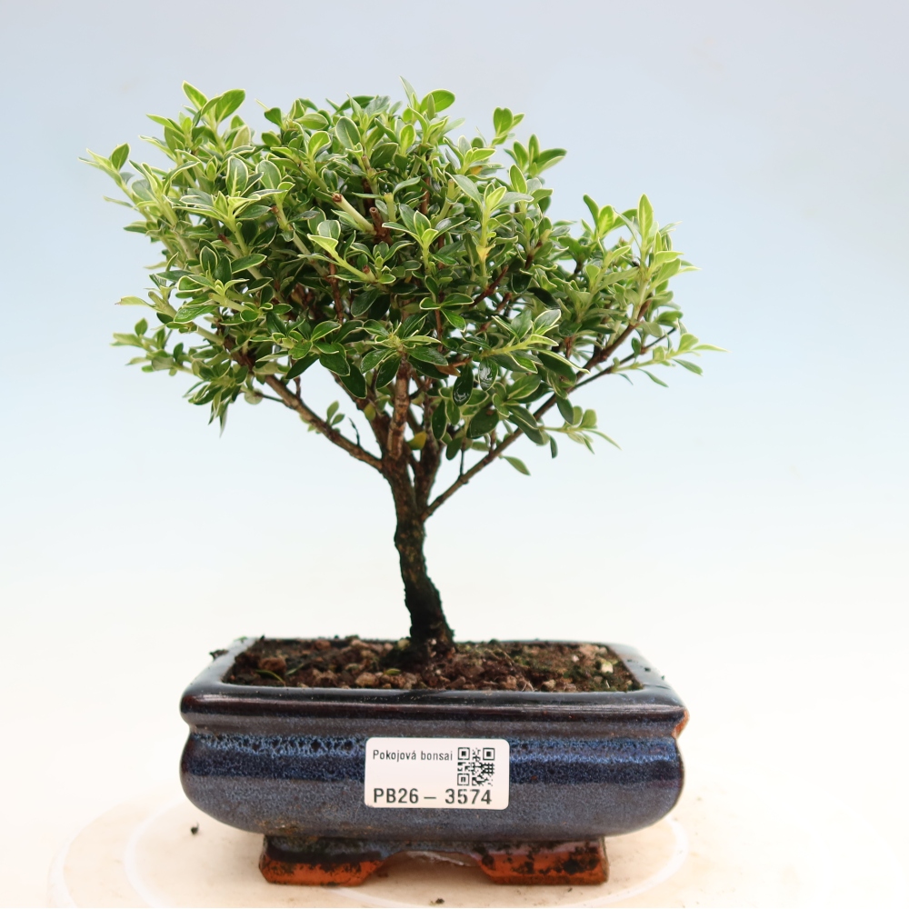 Indoor Bonsai - Serissa foetida Variegata - Tree of a Thousand Stars