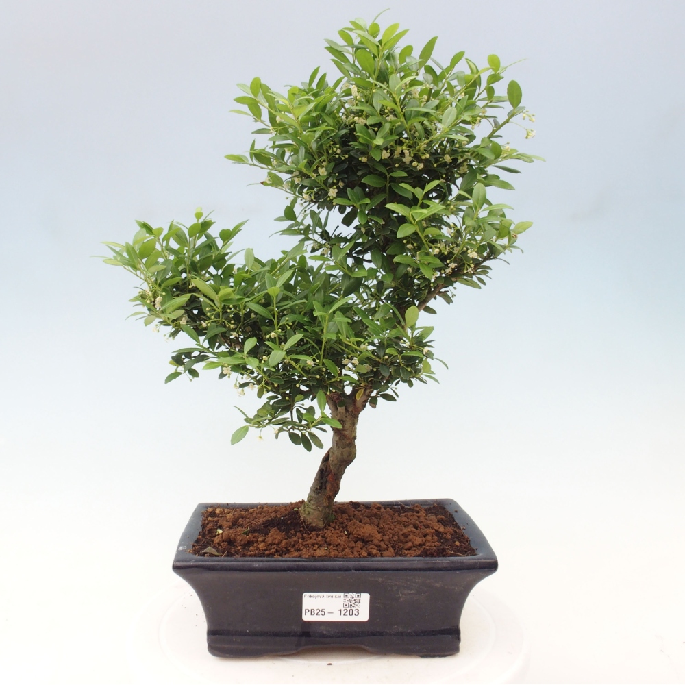 Indoor bonsai - Ilex crenata - Holly