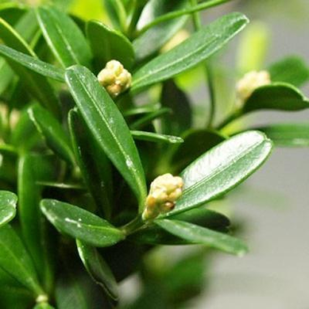 Kokedama with a saucer - Buxus harlandii - Cork Boxwood  