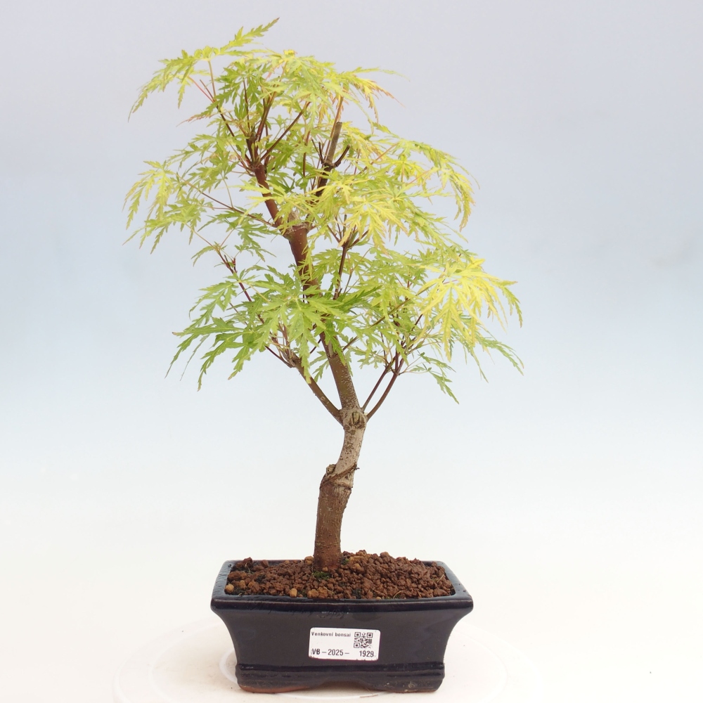 Outdoor bonsai - Acer palmatum Dissectum - Japanese Maple 