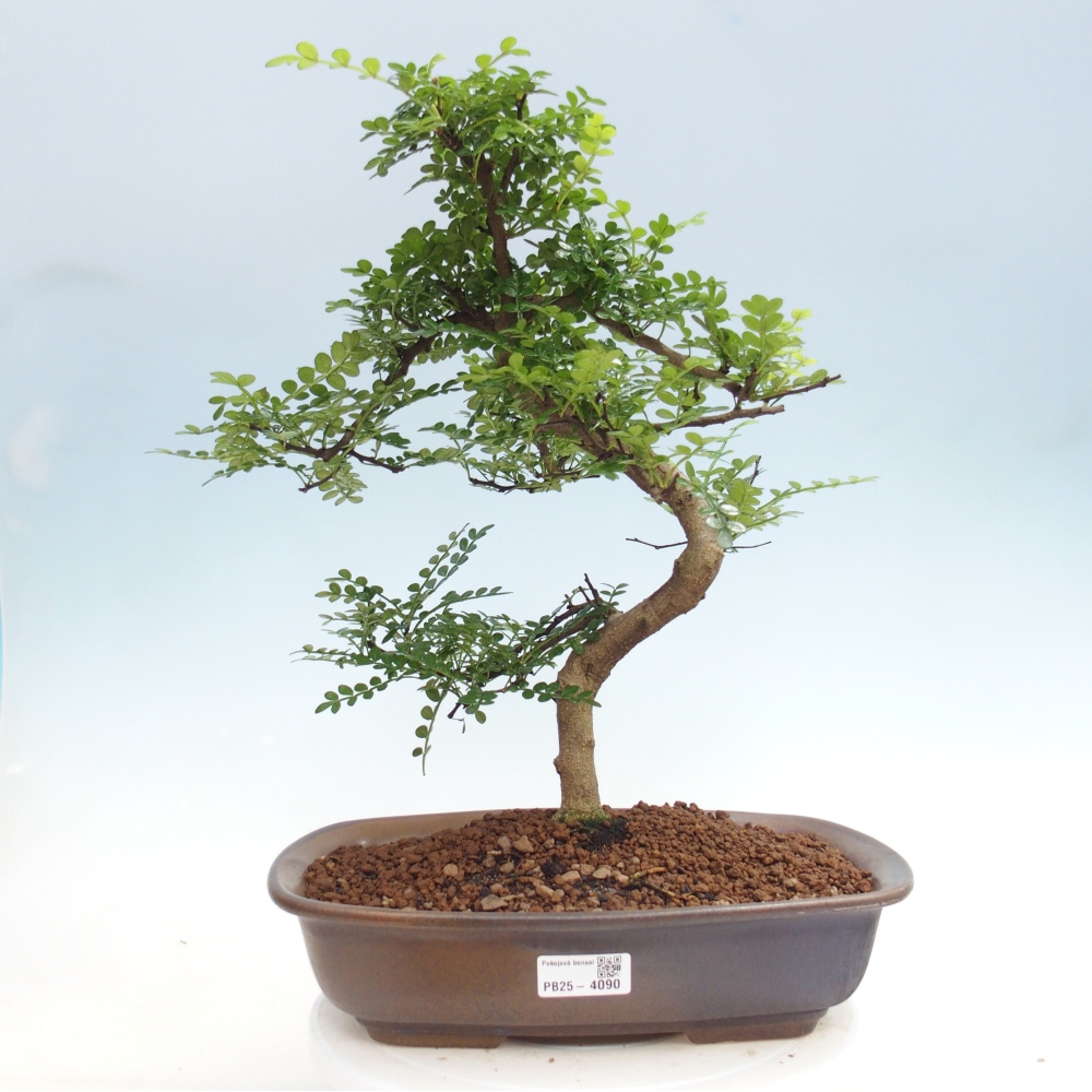 Room bonsai - Zantoxylum piperitum - pepper tree