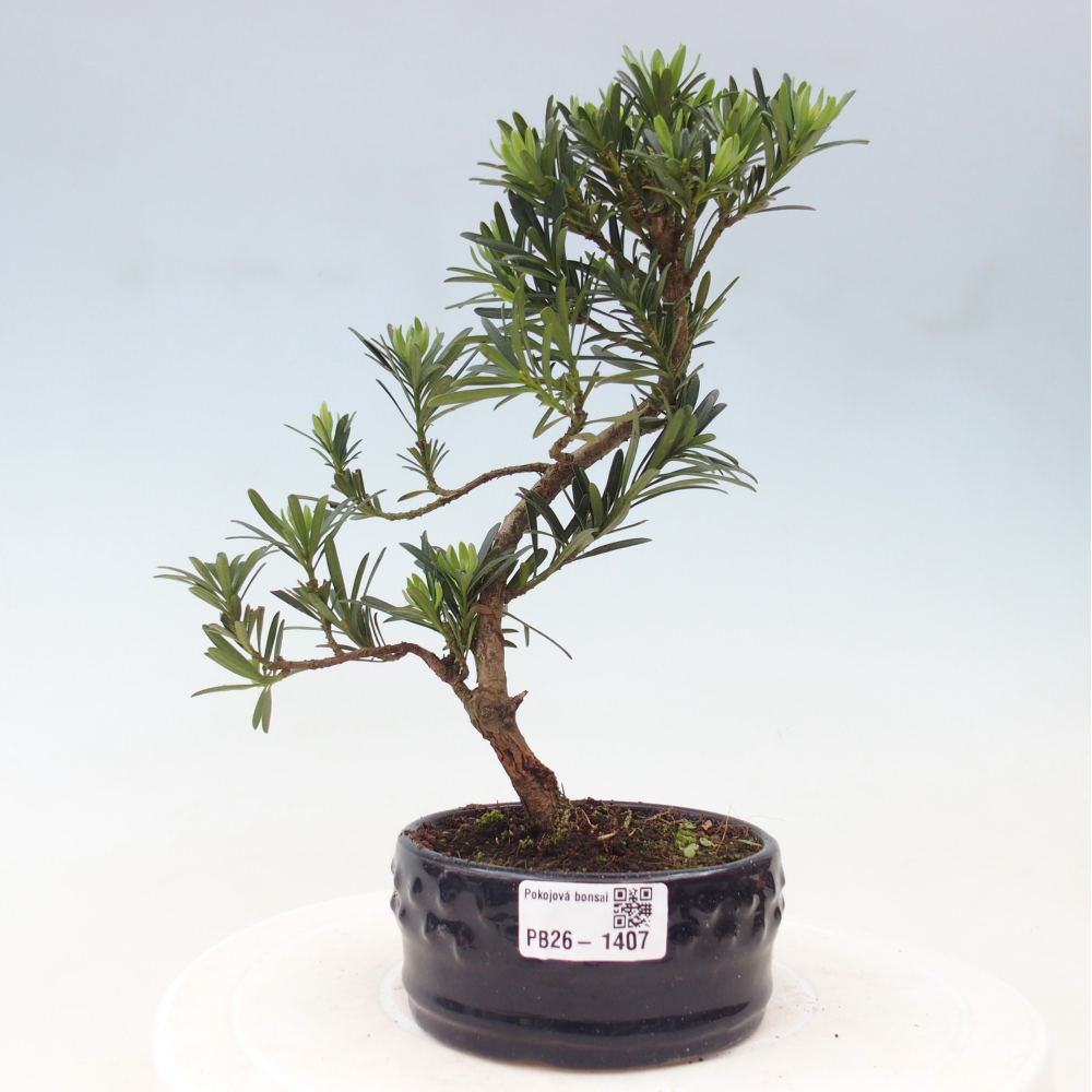 Room bonsai - Podocarpus - Stone Yew