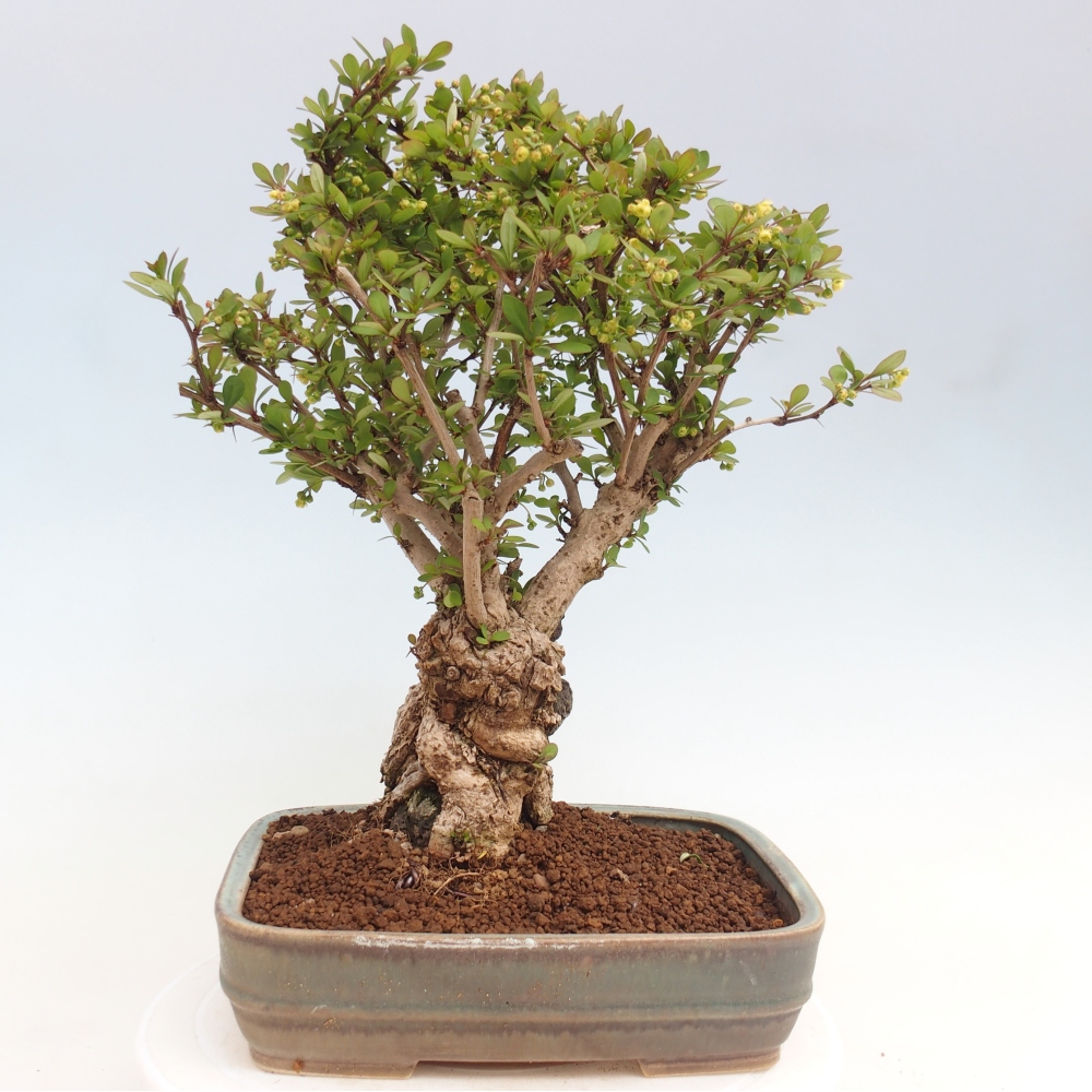 Outdoor bonsai - Berberis coreana