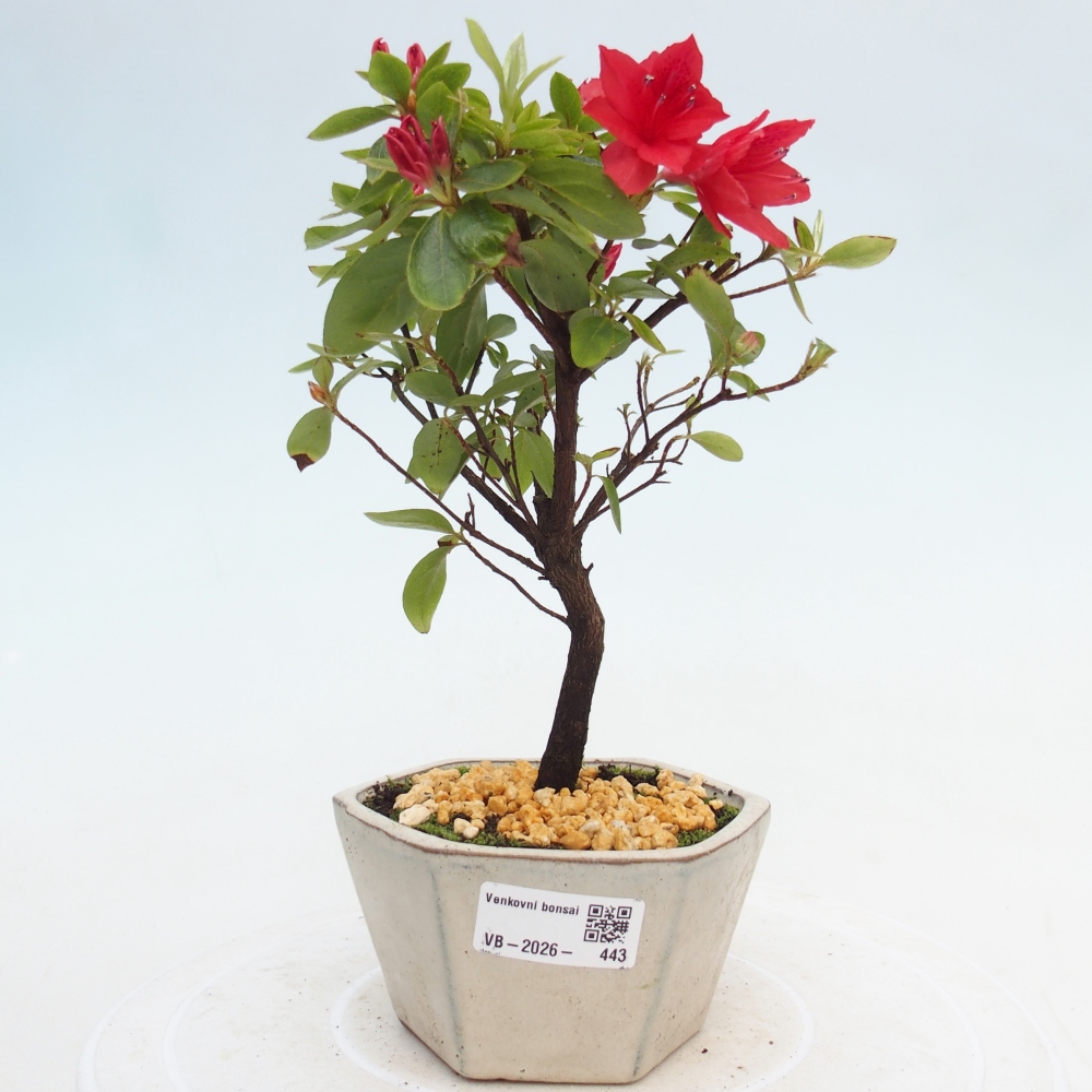 Outdoor bonsai - Japanese azalea - Azalea sp.