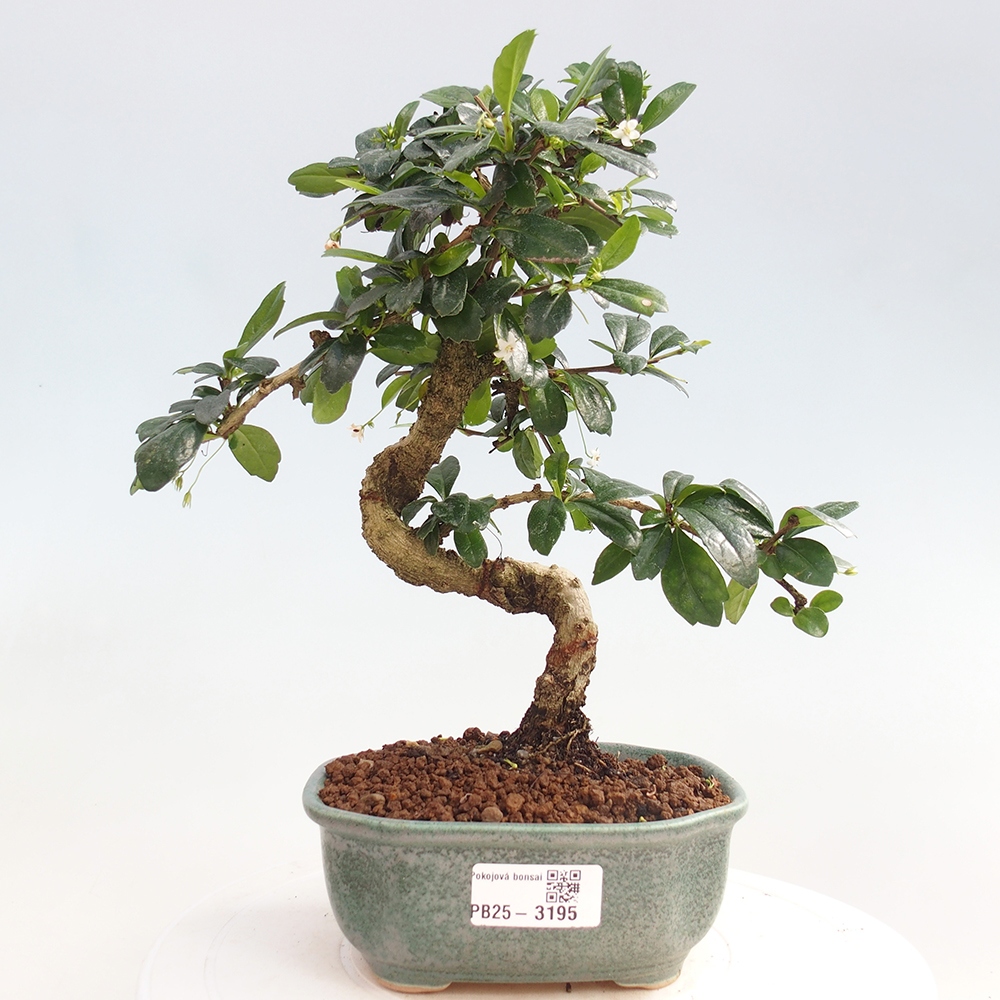 Indoor bonsai - Carmona macrophylla - Fuki tea