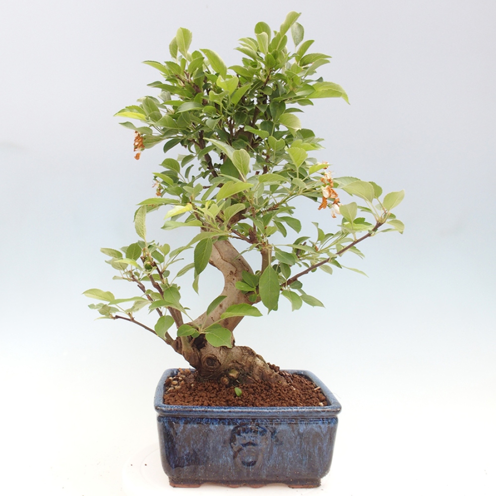 Outdoor bonsai - Malus halliana - Small-fruited apple tree