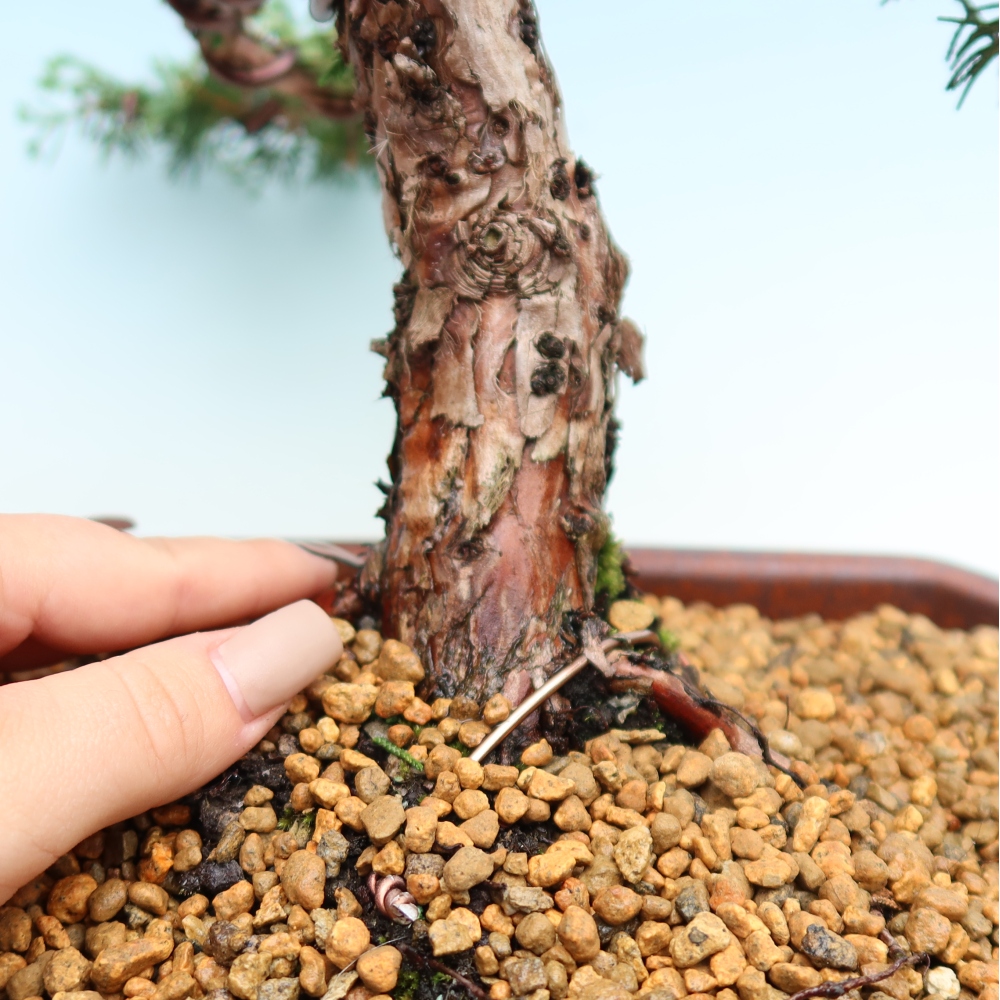 Outdoor bonsai - Juniperus chinensis Kishu