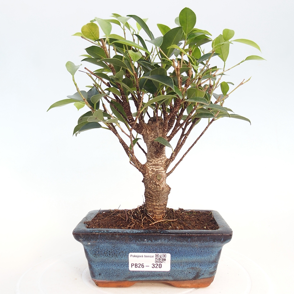 Room bonsai - Ficus retusa - small-leaved ficus