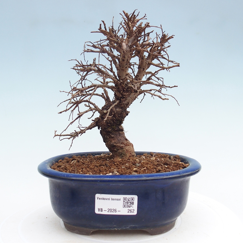 Outdoor bonsai - Zelkova - Zelkova NIRE
