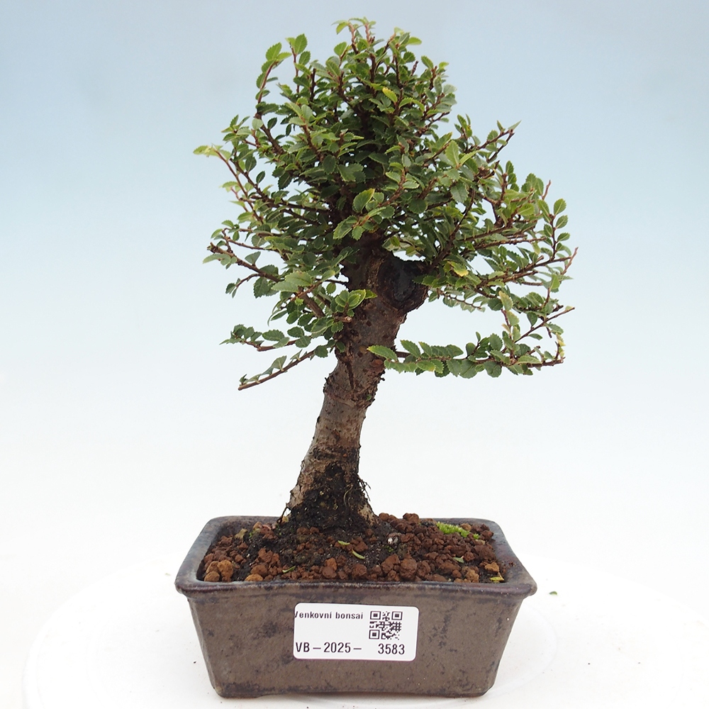 Outdoor bonsai - Ulmus parvifolia Hokkaido - Chinese elm