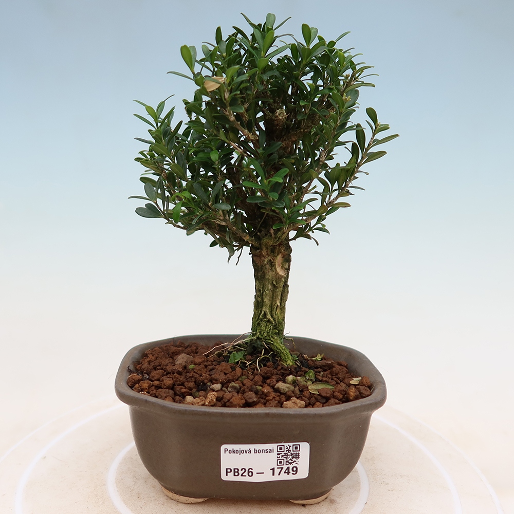 Room bonsai - Buxus harlandii - cork buxus