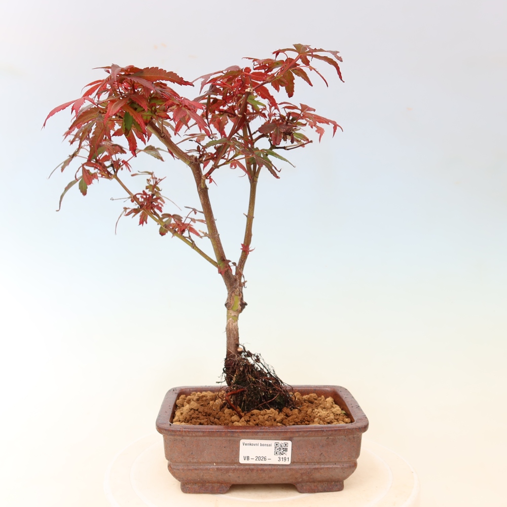 Outdoor Bonsai - Japanese Maple - Acer palmatum 'Berry Broom' 