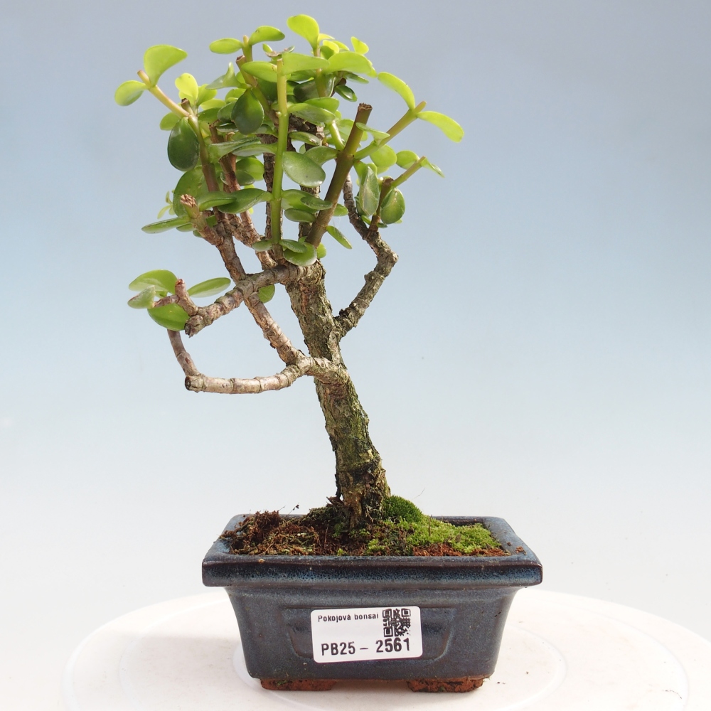 Indoor bonsai - Portulakaria Afra - Tlustice
