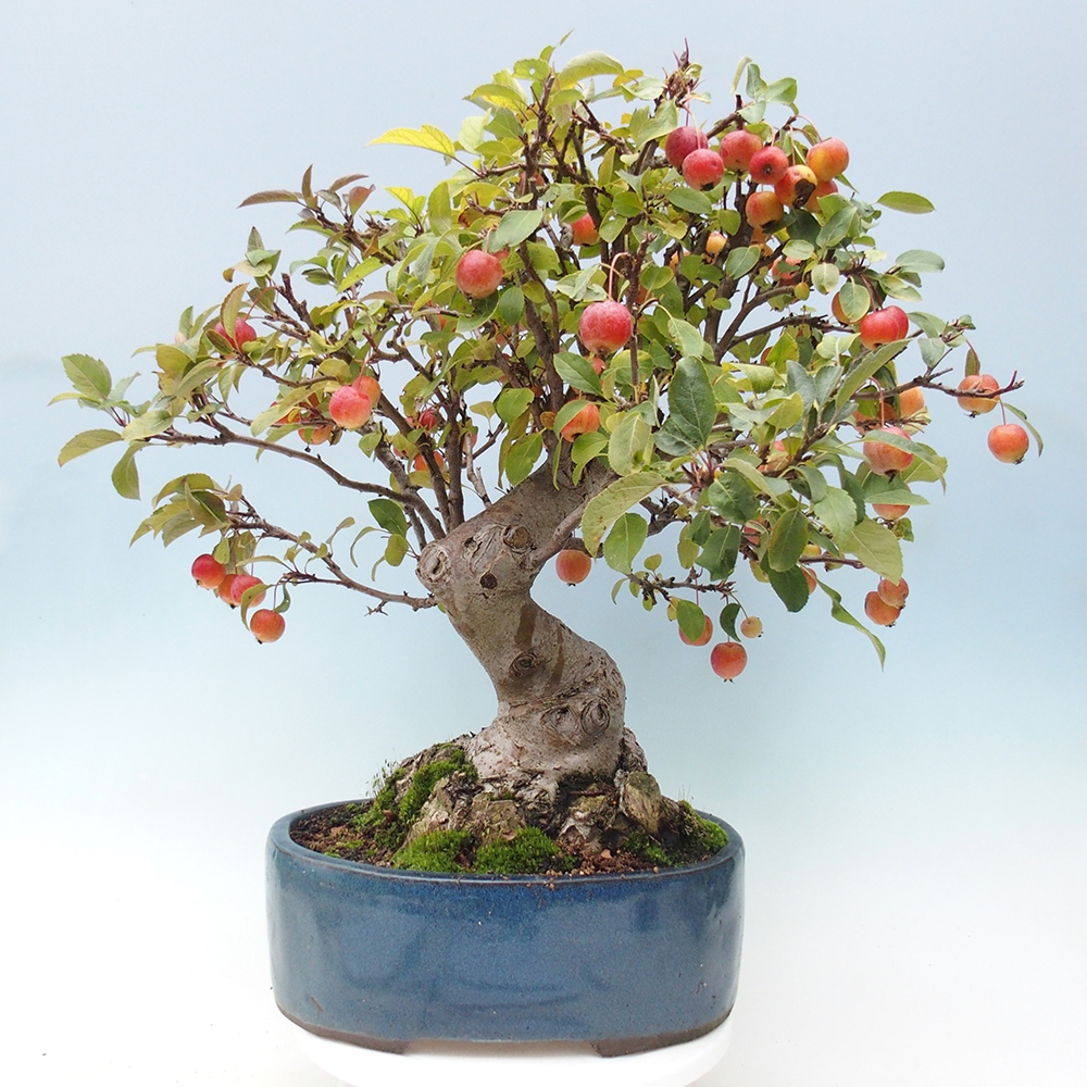 Outdoor bonsai - Malus halliana - Small-fruited apple tree