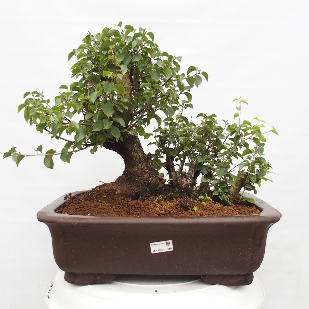 Outdoor bonsai - Mahalebka - Prunus mahaleb
