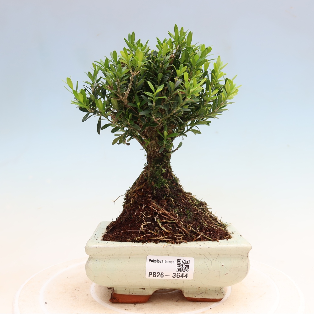 Room bonsai - Buxus harlandii - cork buxus