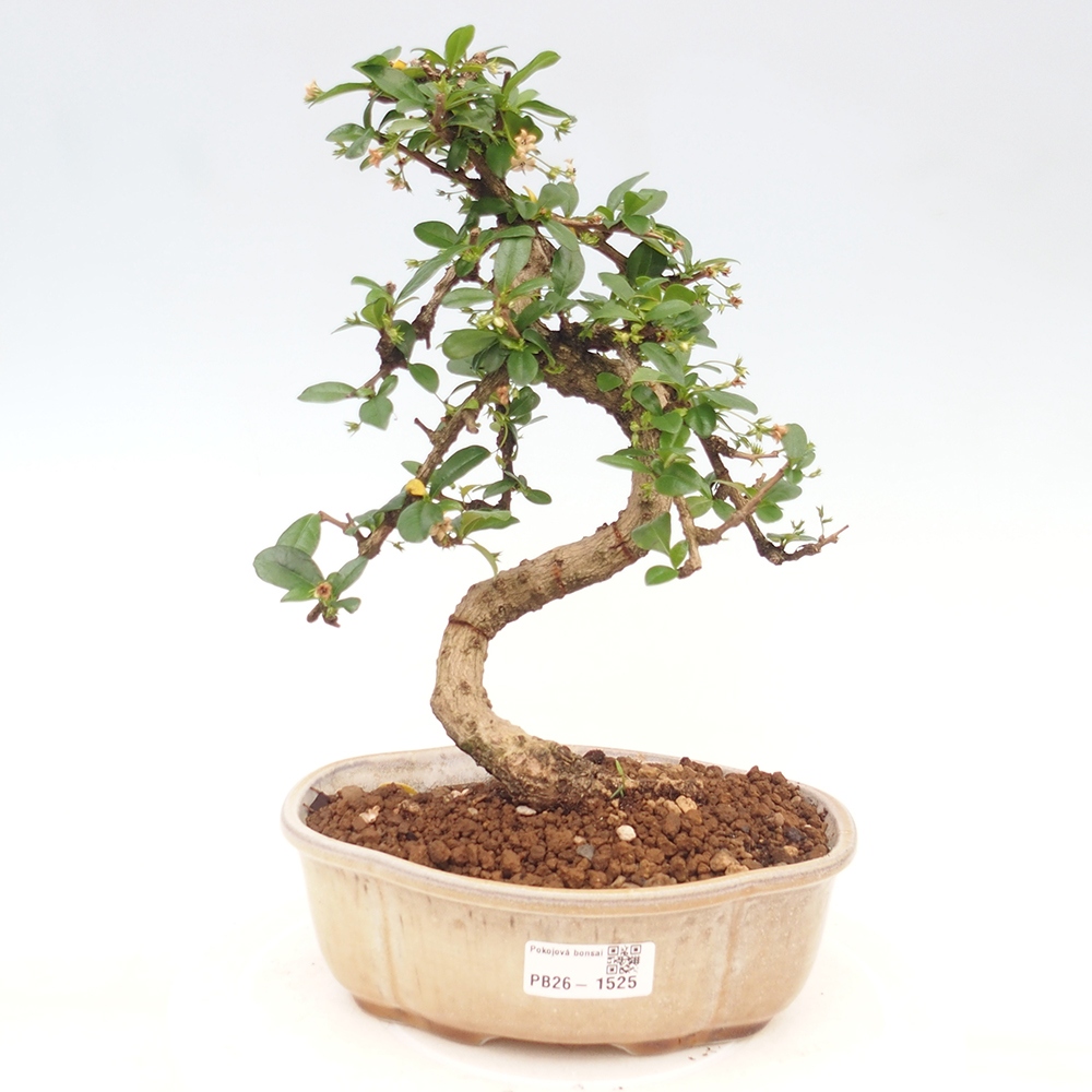 Room bonsai - Carmona macrophylla - Tea fuki