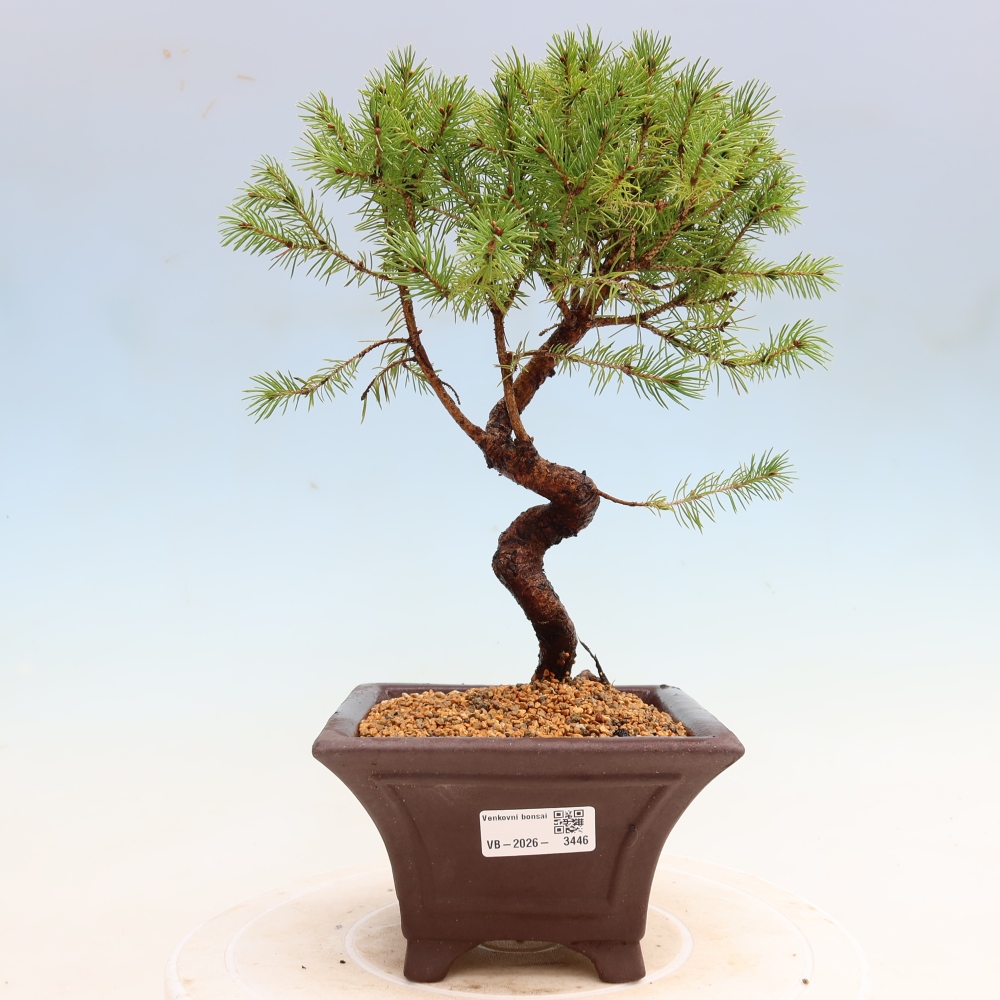 Outdoor Bonsai - Blue Spruce - Picea glauca 'Globe'