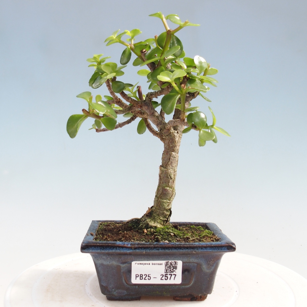 Indoor bonsai - Portulakaria Afra - Tlustice