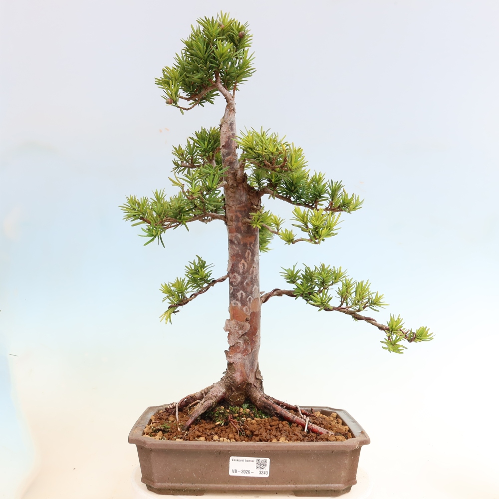 Outdoor Bonsai - Taxus cuspidata  - Japanese Yew