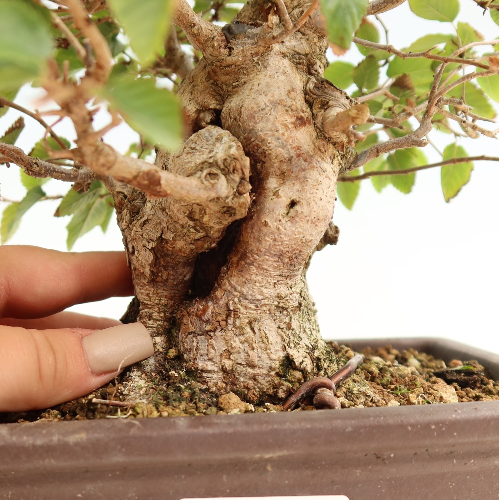 Outdoor bonsai -Carpinus CARPINOIDES - Korean Hornbeam