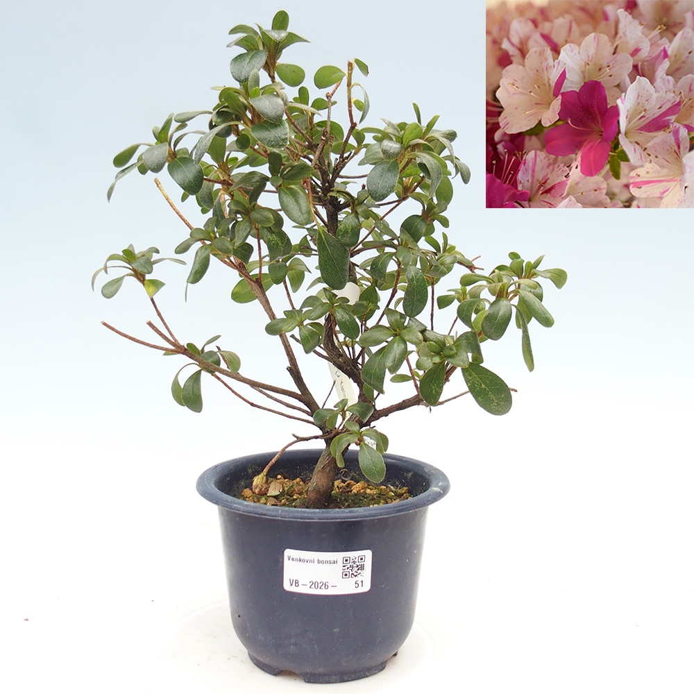 Outdoor bonsai - Japanese azalea - Azalea Kaminoyamakirin
