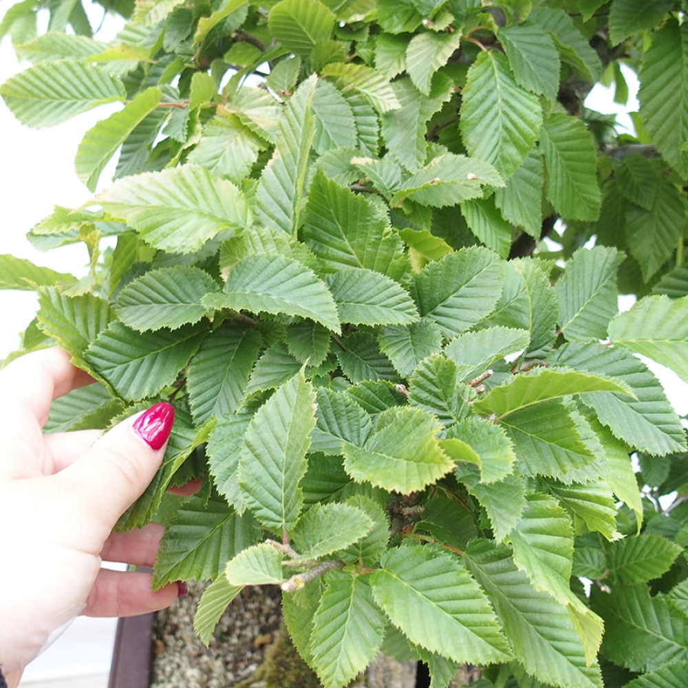 Outdoor bonsai - Hornbeam - Carpinus betulus