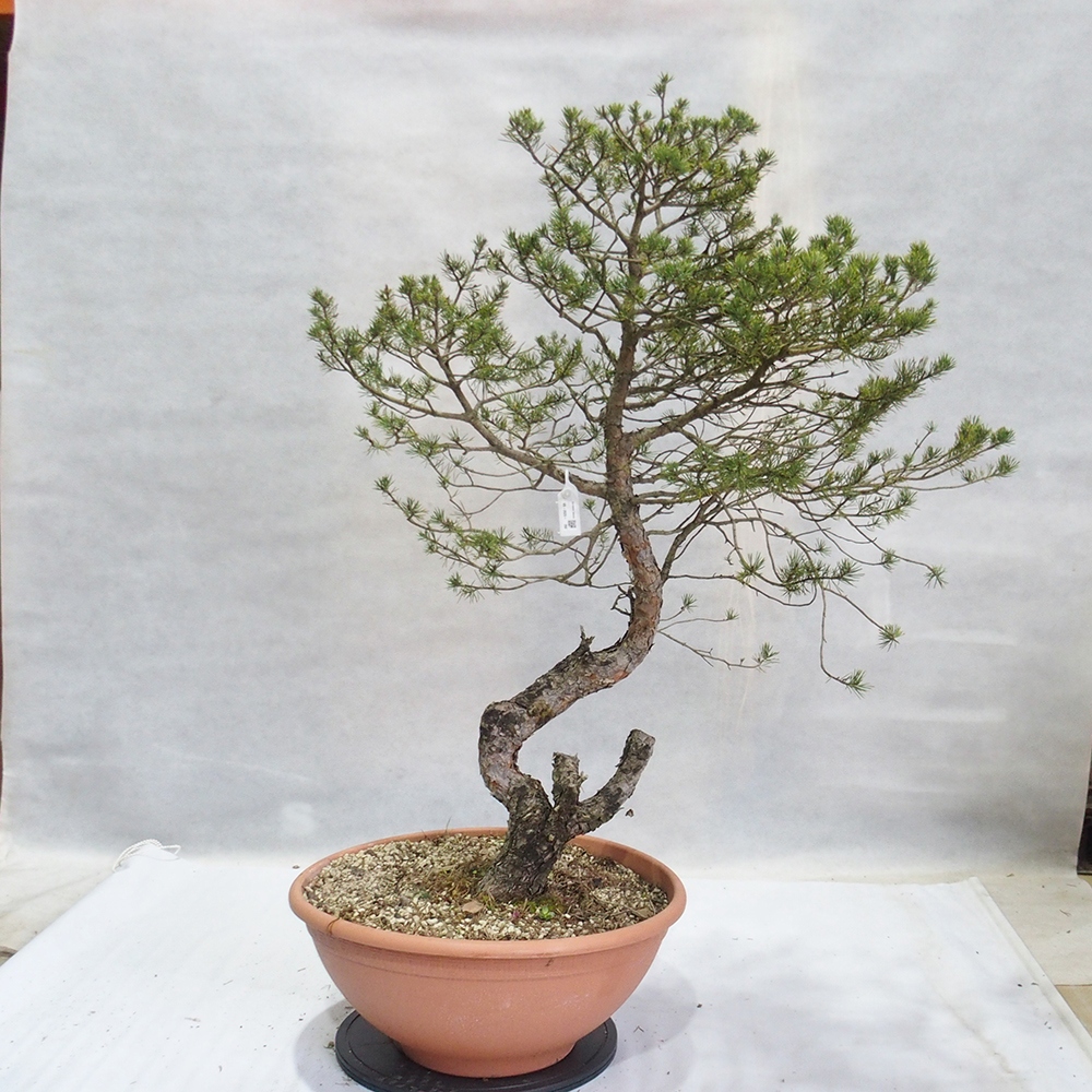 Yamadori - Pinus sylvestris 