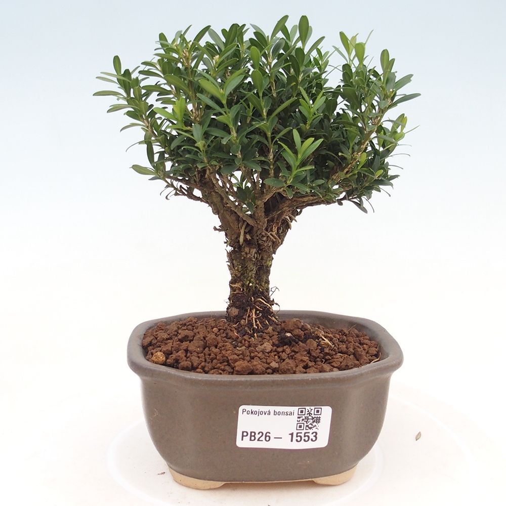 Room bonsai - Buxus harlandii - cork buxus