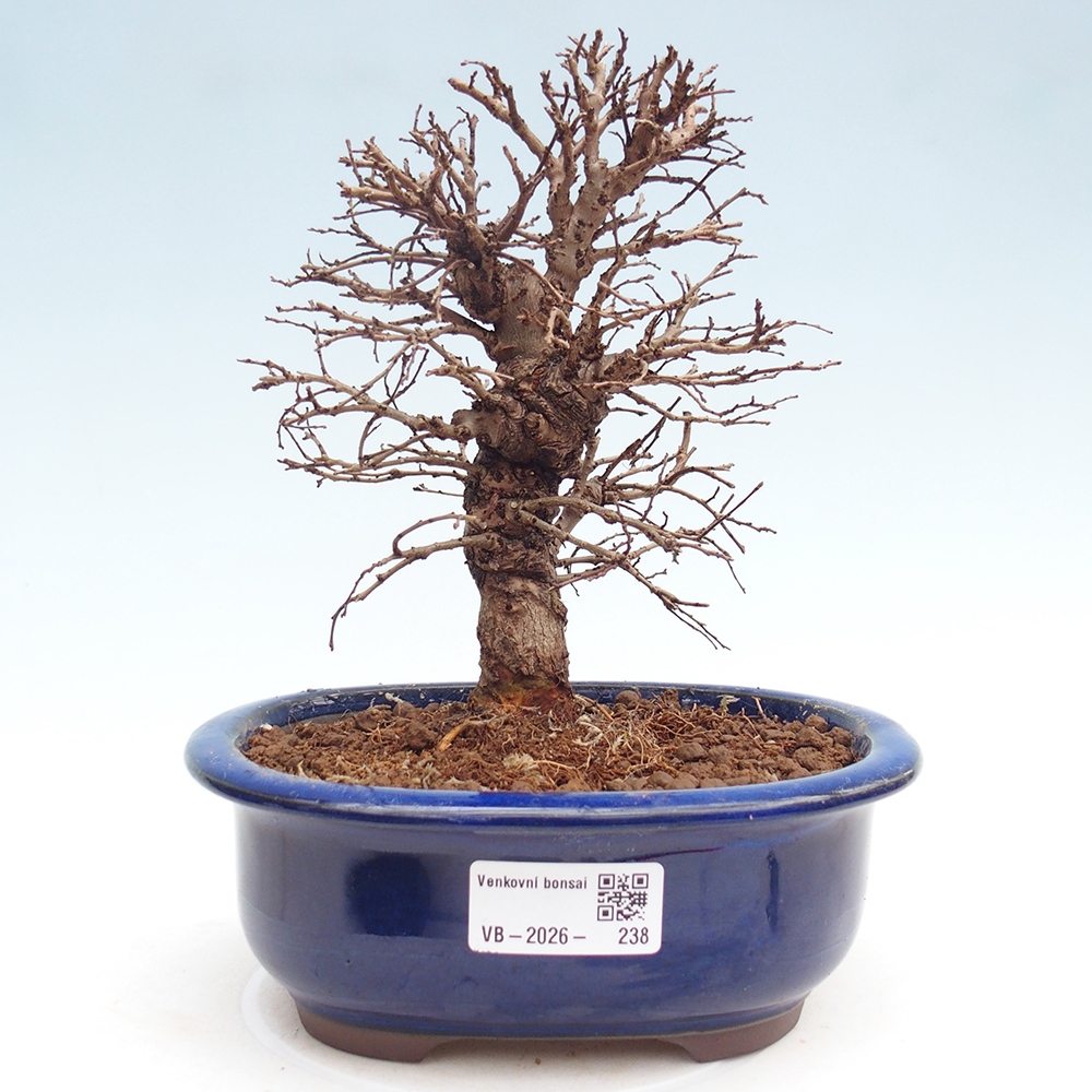 Outdoor bonsai - Zelkova - Zelkova NIRE