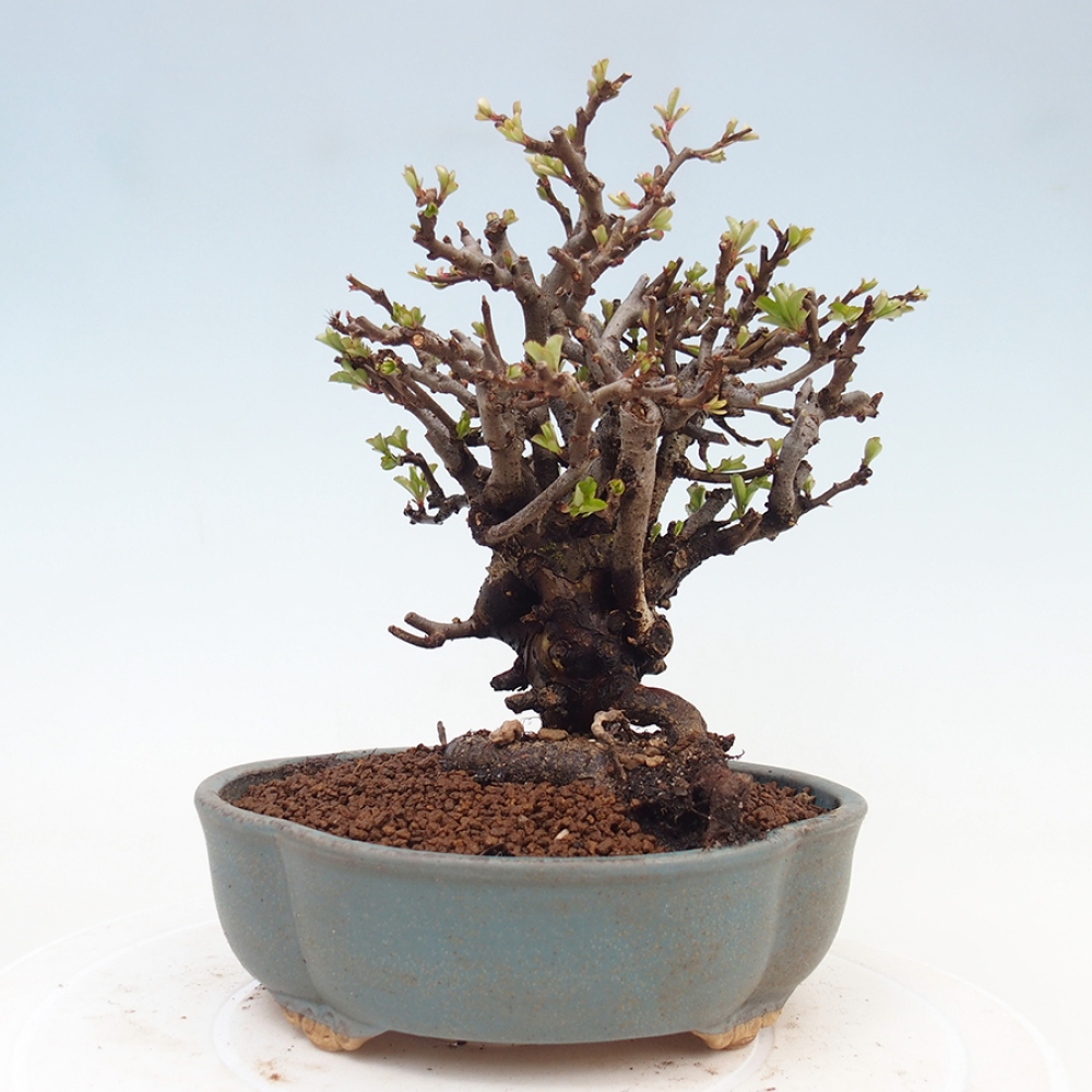 Outdoor bonsai - Chaneomeles speciosa - Quince
