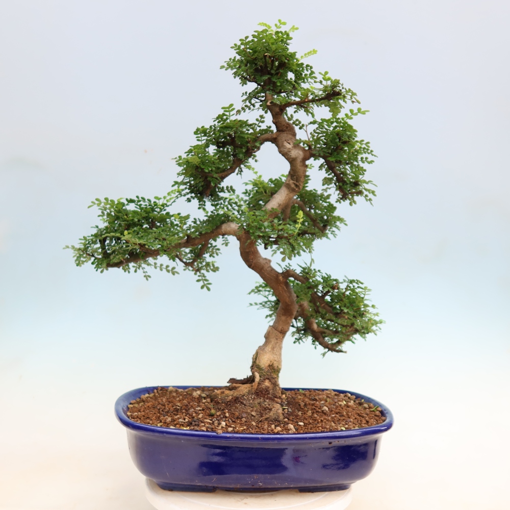 Room bonsai - Zantoxylum piperitum - pepper tree