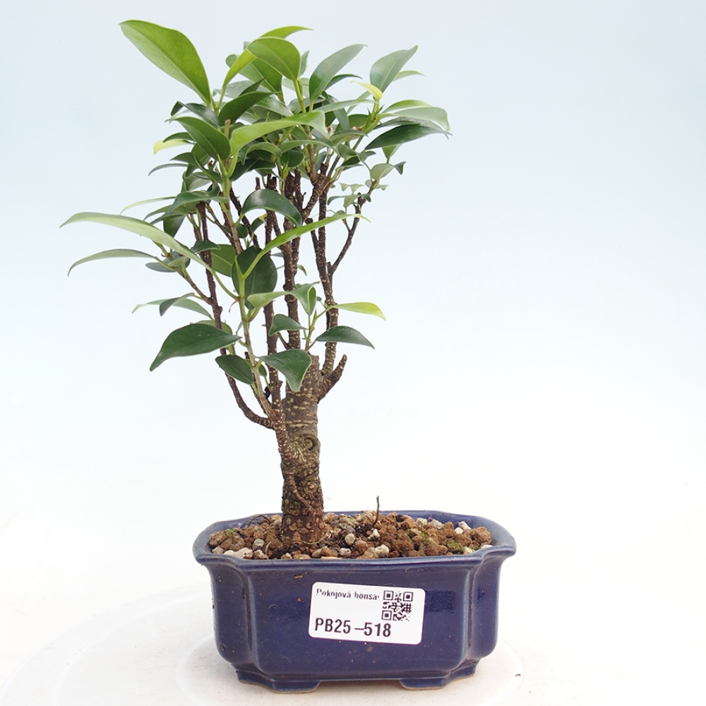 Indoor bonsai - Small-leaved ficus - Ficus kimmen