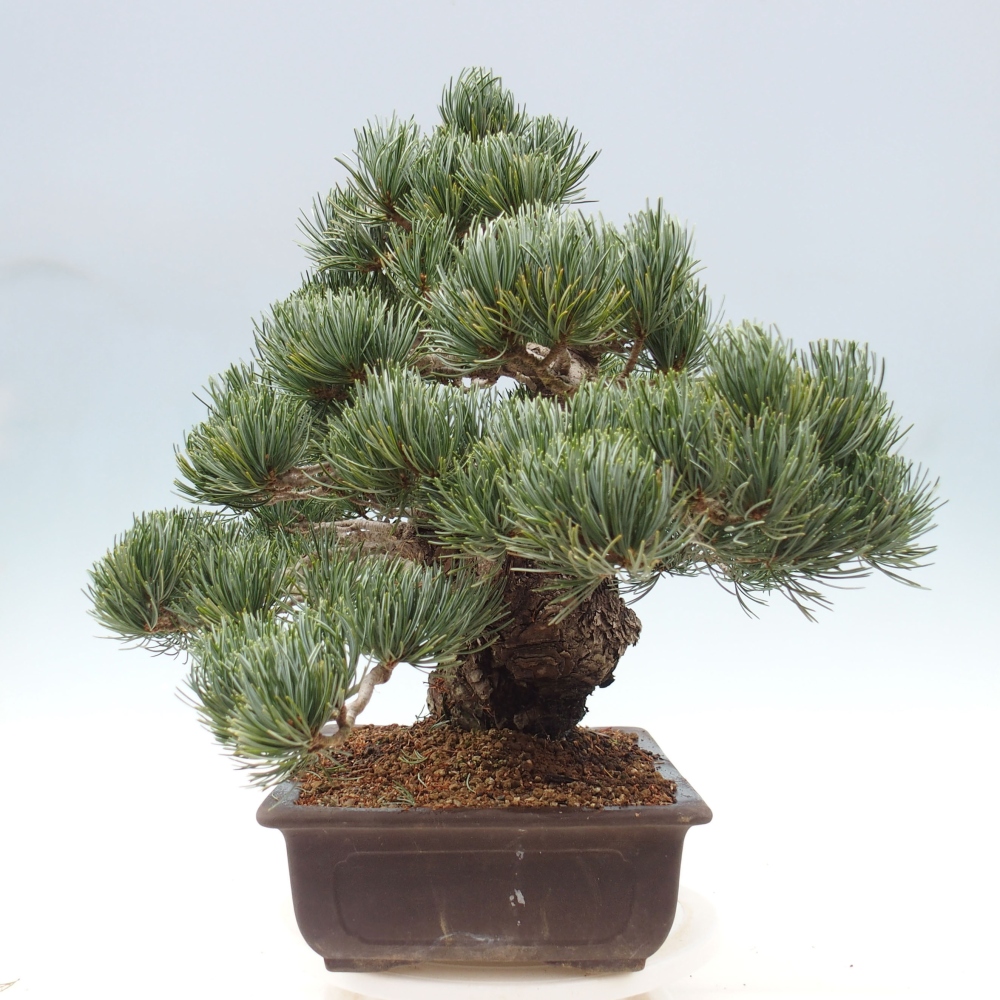 Outdoor bonsai - Pinus parviflora - Small pine tree