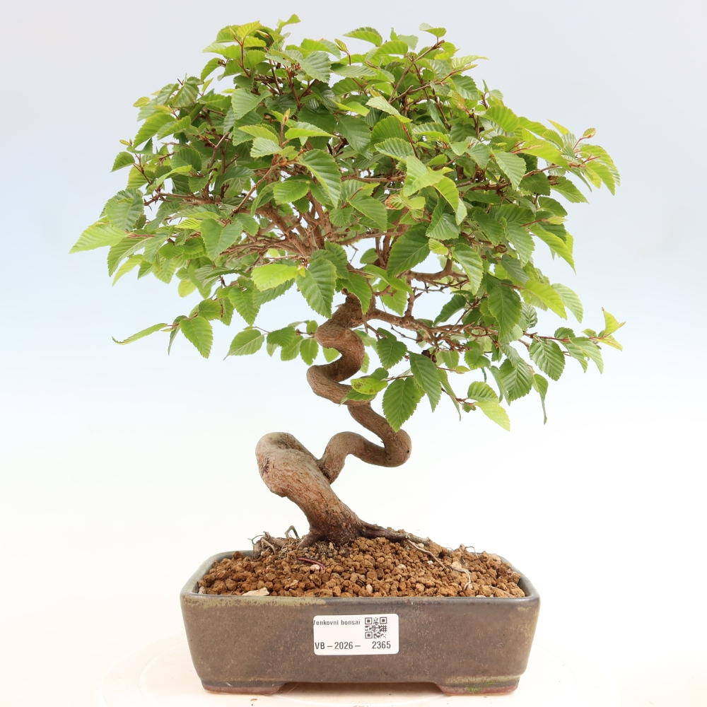 Outdoor bonsai -Carpinus coreana - Korean Hornbeam