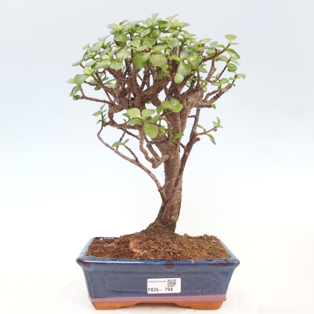 Room bonsai - Portulakaria Afra - Tlustice