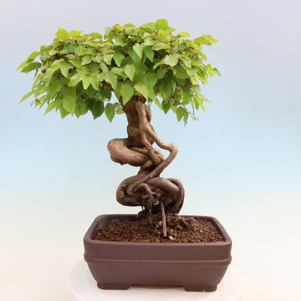 Outdoor bonsai -Carpinus coreana - Korean Hornbeam