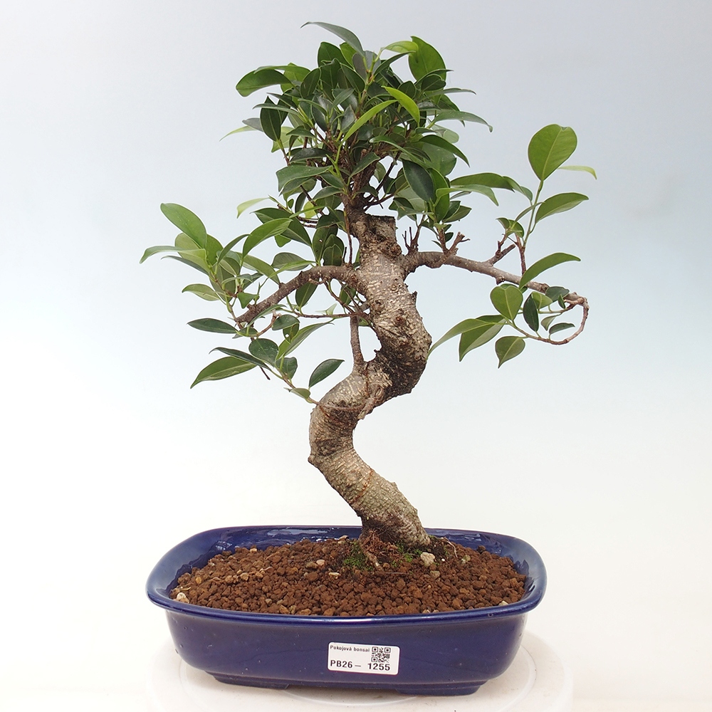 Indoor bonsai - Ficus kimmen - small-leaved ficus