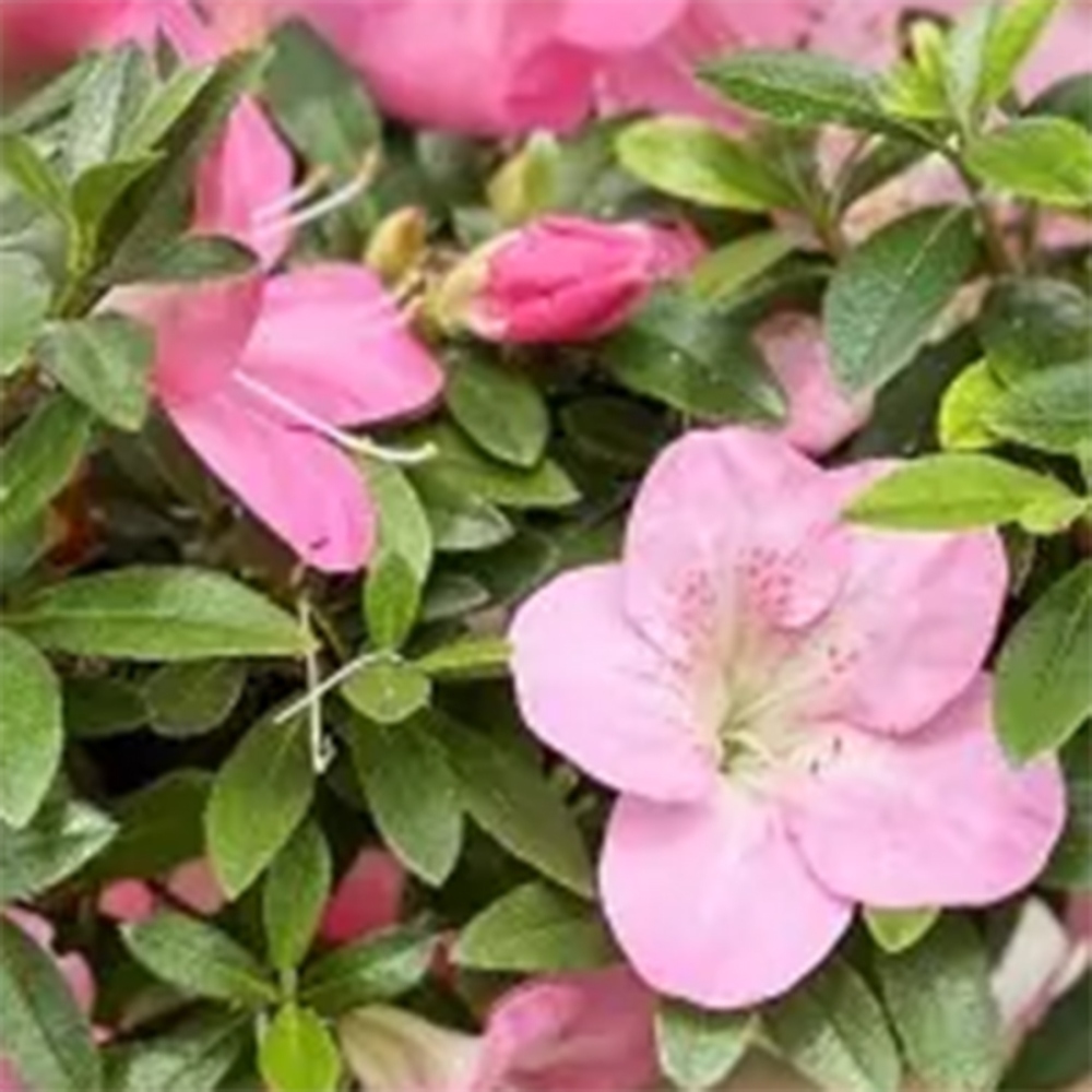 Outdoor bonsai - Japanese Azalea - Azalea Yoko