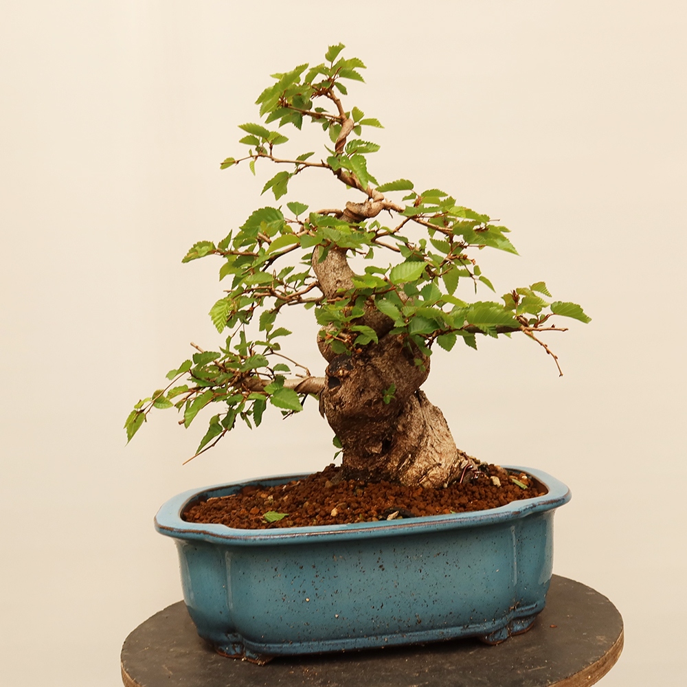 Outdoor bonsai - Carpinus Coreana - Korean hornbeam