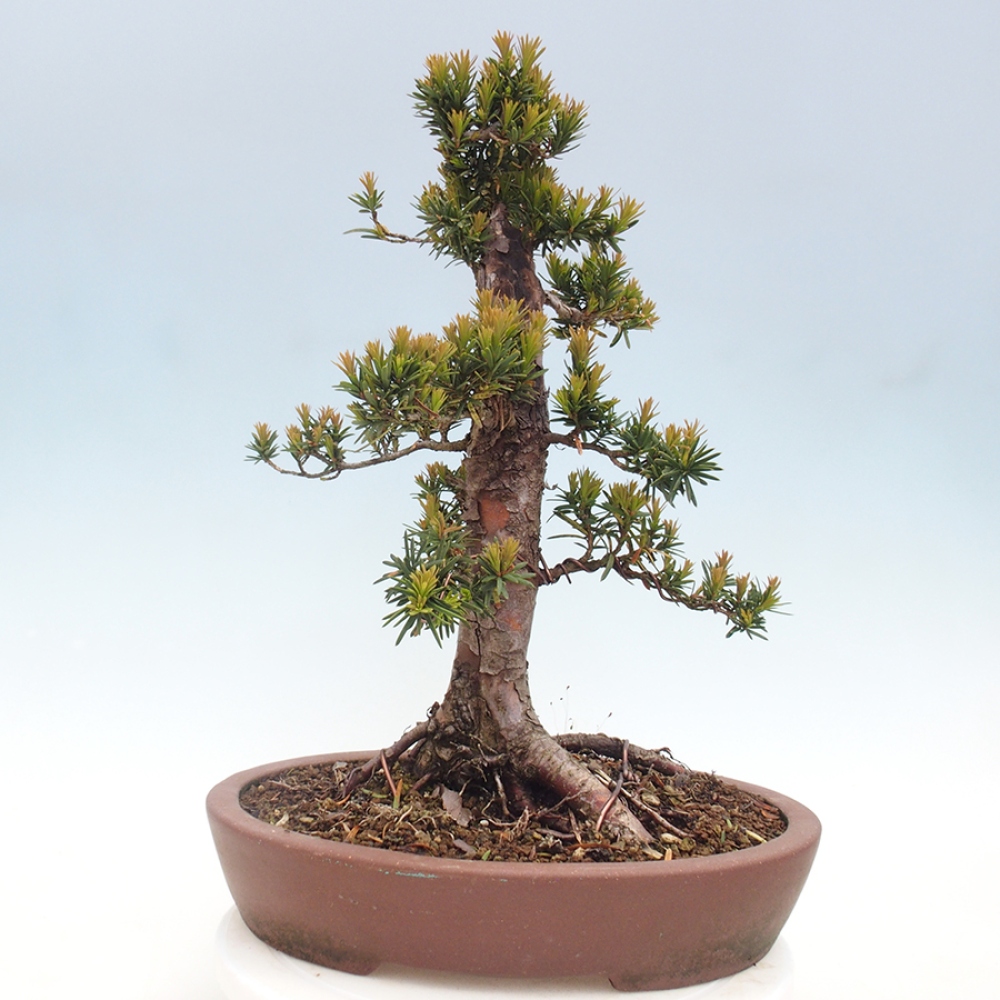 Outdoor bonsai - Taxus cuspidata - Japanese yew