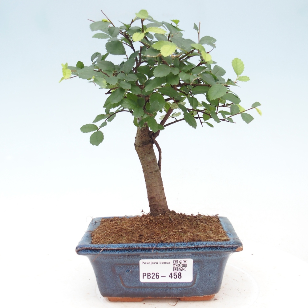 Room bonsai - Ulmus parvifolia - Small-leaved elm