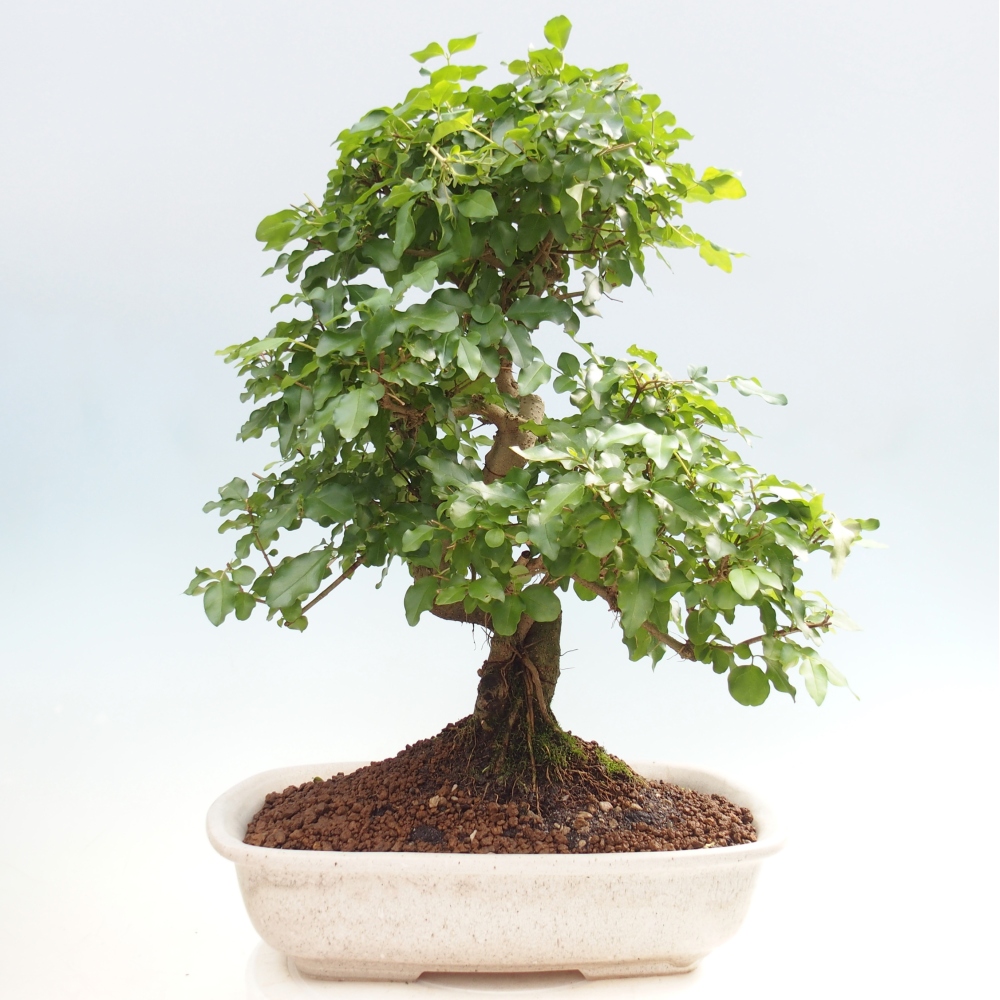 Room bonsai -Ligustrum chinensis - Birds Beak