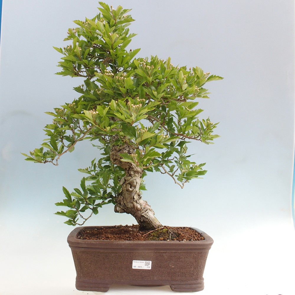 Outdoor bonsai - Hawthorn - Crataegus cuneata